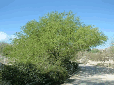 prosopis grandulosa velutinaa